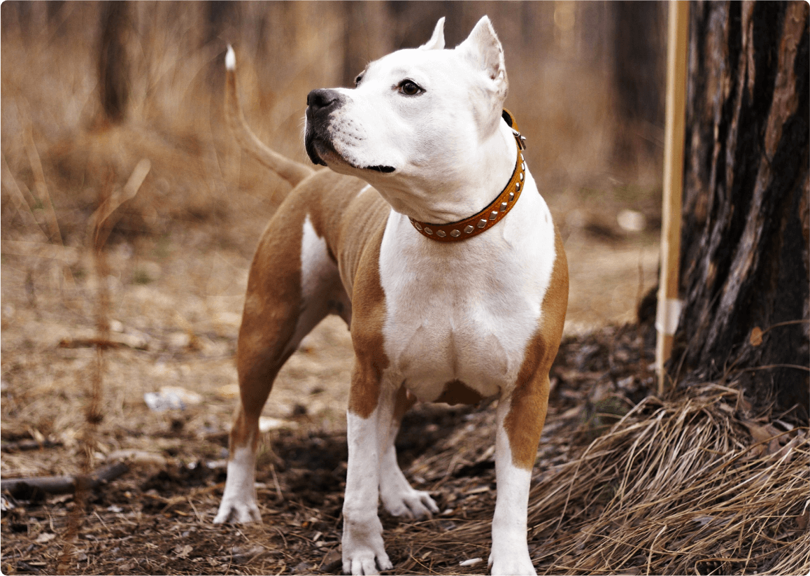 Сила и нежность в одном взгляде.