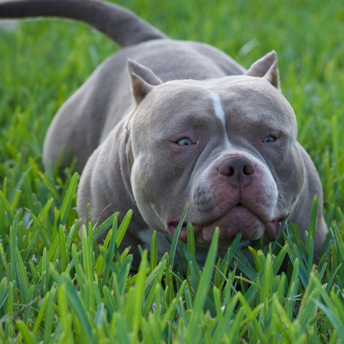 Несокрушимый Халк.