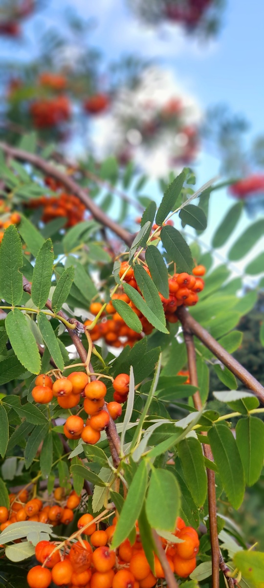 Зреет рябина. Ещё немного и " обнесут" костры рябин всёпоглощающие дрозды...