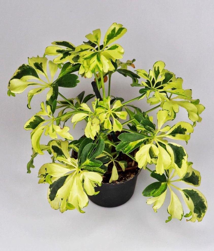 Шеффлера Жанин