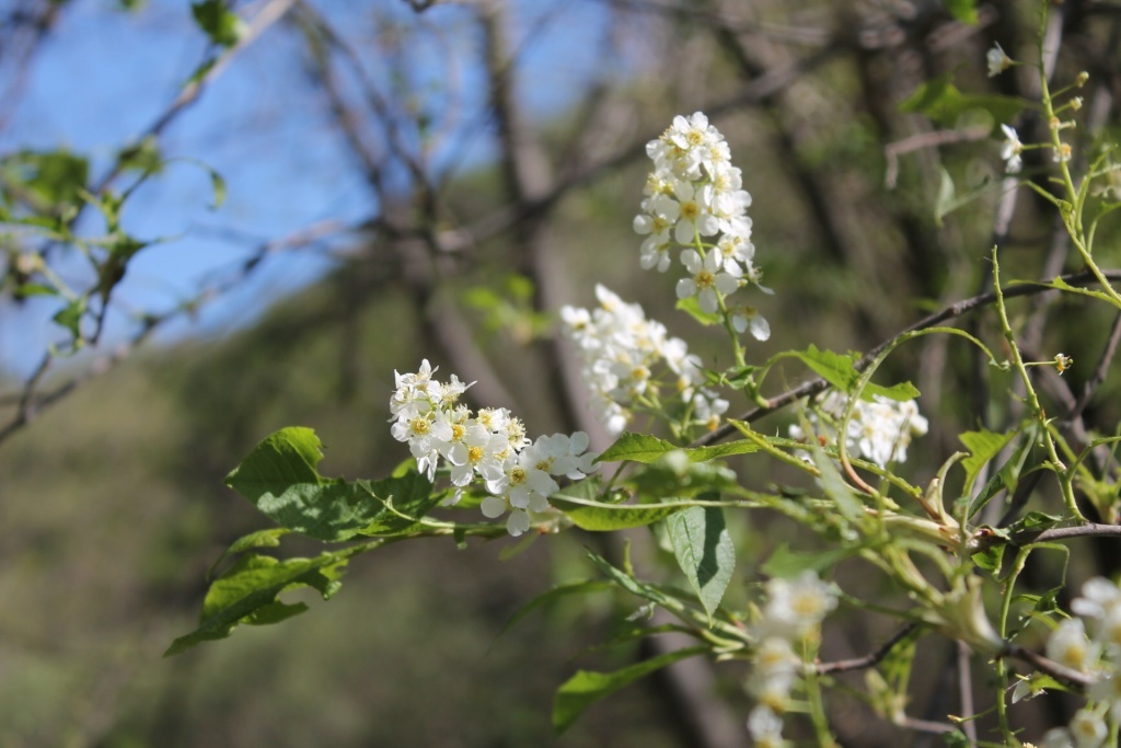  Цветет черемуха