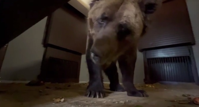    Фото: Пермский зоопарк/ТГ Ульяна Бажанова