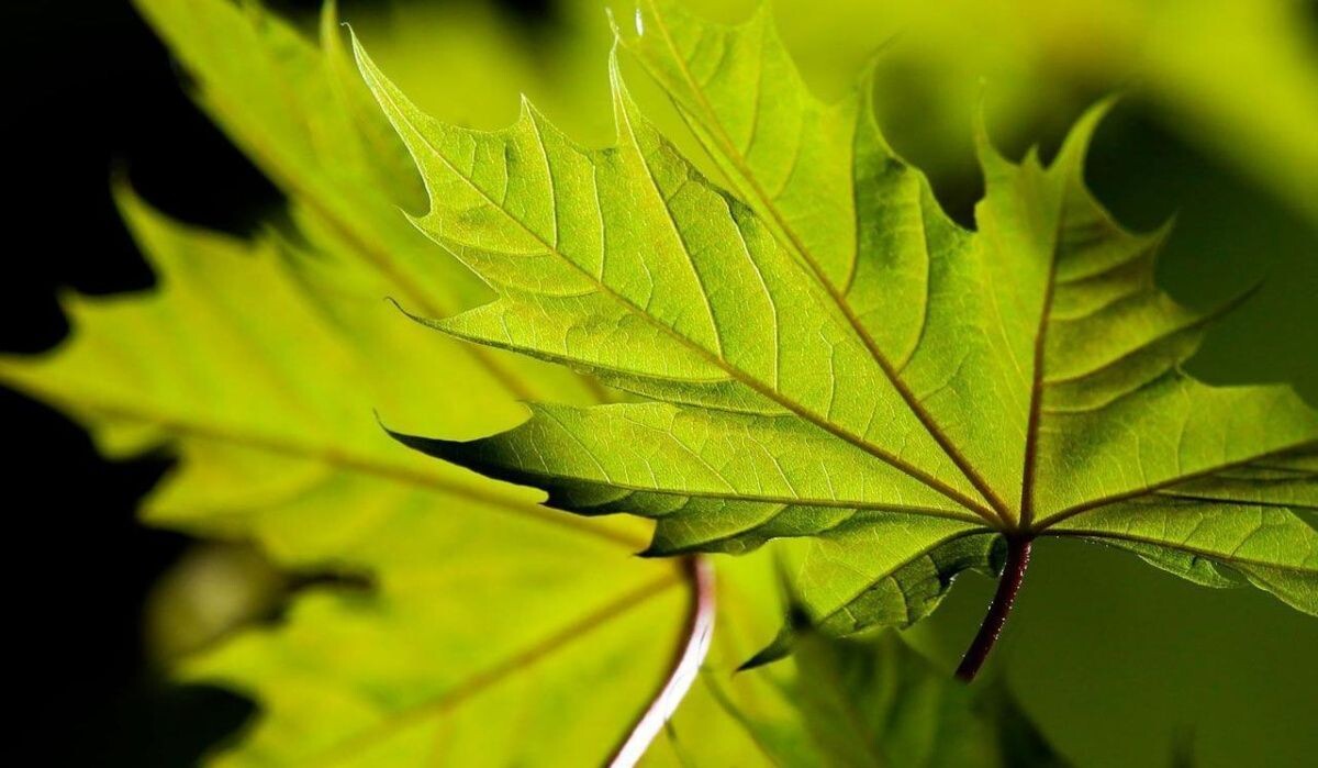     Листья. Источник: mos.ru Автор фото: Пресс-служба Мэра и Правительства Москвы