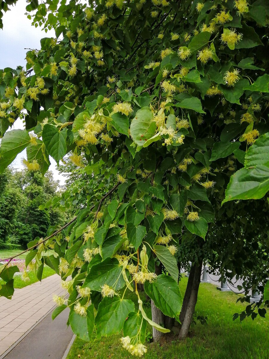    Дендрологи рассказали, какие деревья чаще всего высаживают в Москве