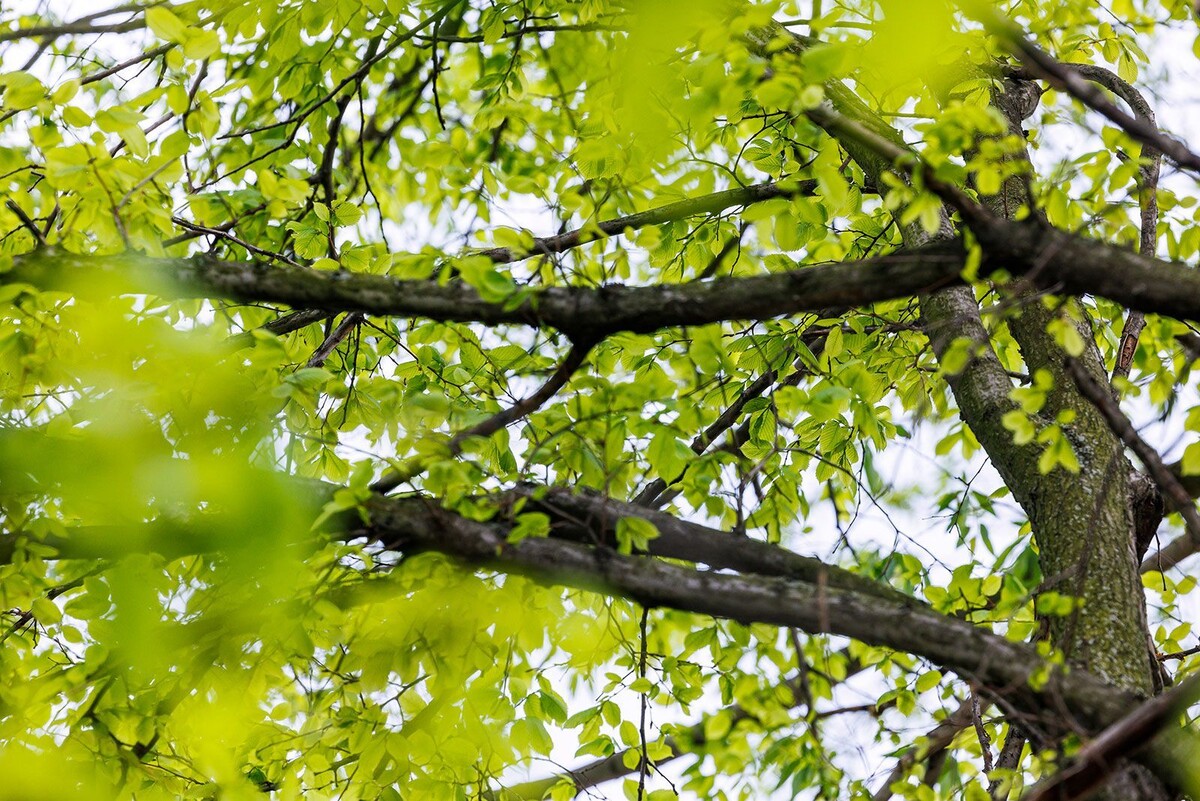    Дендрологи рассказали, какие деревья чаще всего высаживают в Москве