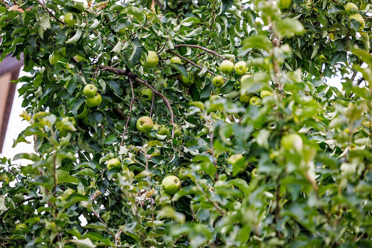    Дендрологи рассказали, какие деревья чаще всего высаживают в Москве
