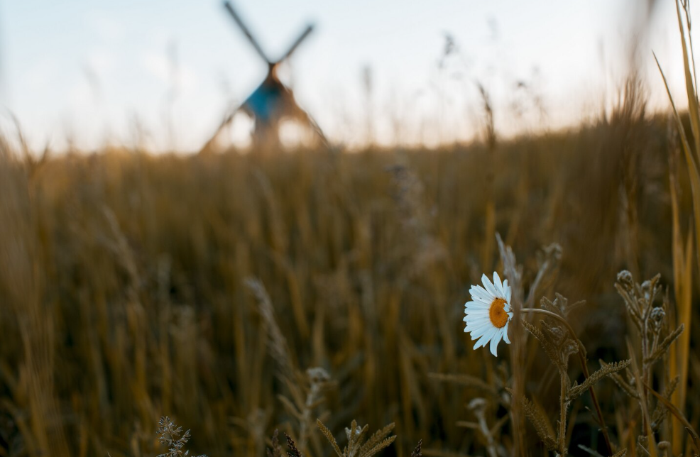 Фото: freepik / wirestock