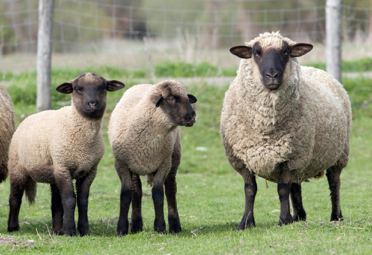 Stefan Klein/imageBROKER.com