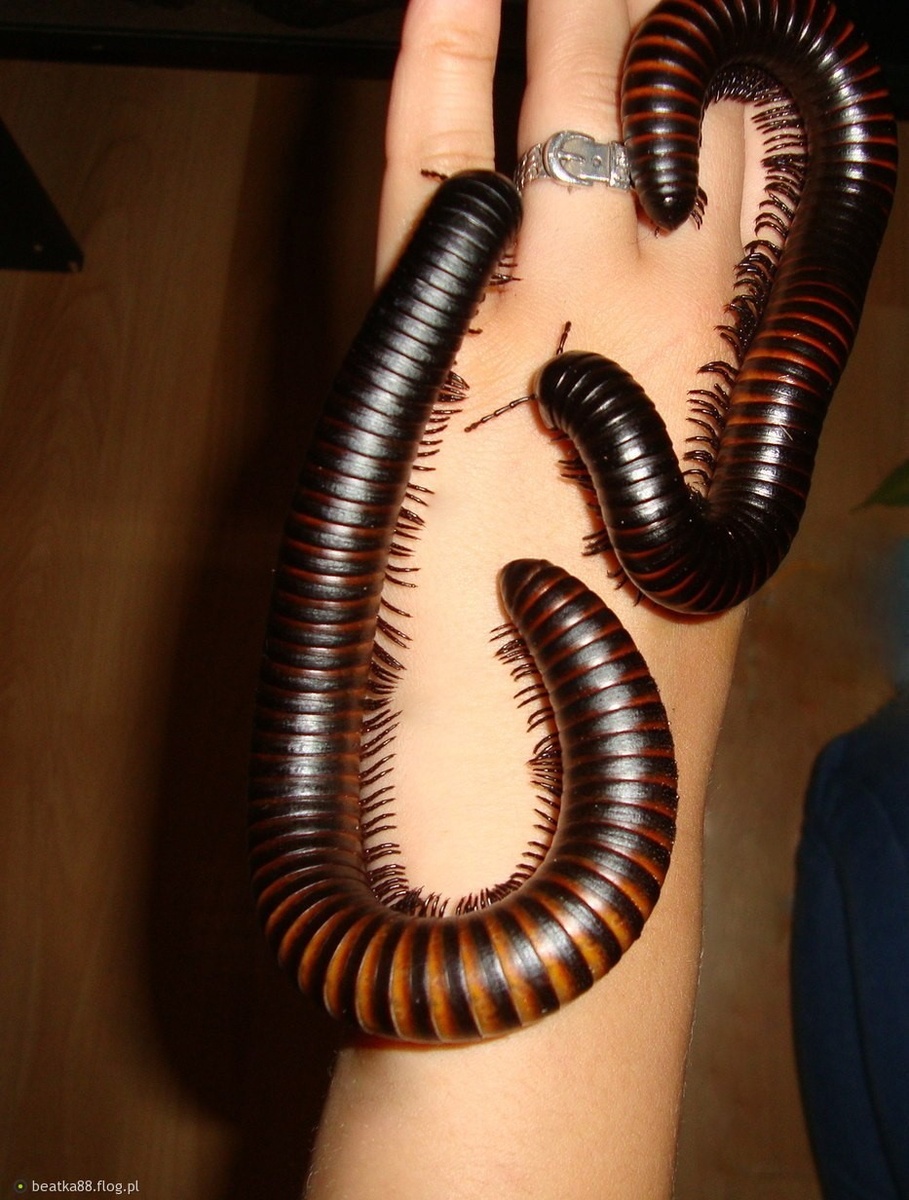 Кивсяк, фото из общего доступа