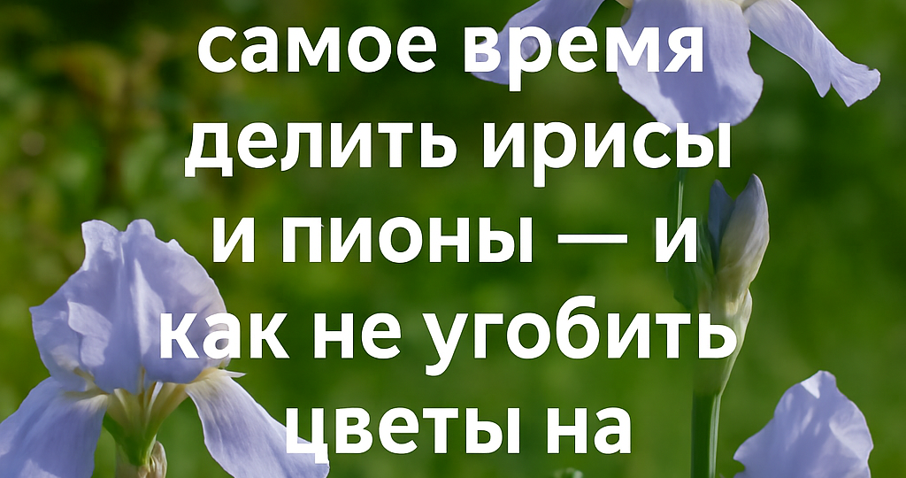 🌼 Не повторяйте мою ошибку: почему я осталась без пионов, и как этого избежать в августе