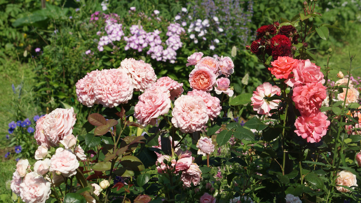 Цветник "Железные леди"