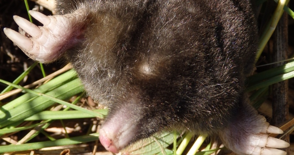 Крот в огороде – враг или сосед, вреден или полезен