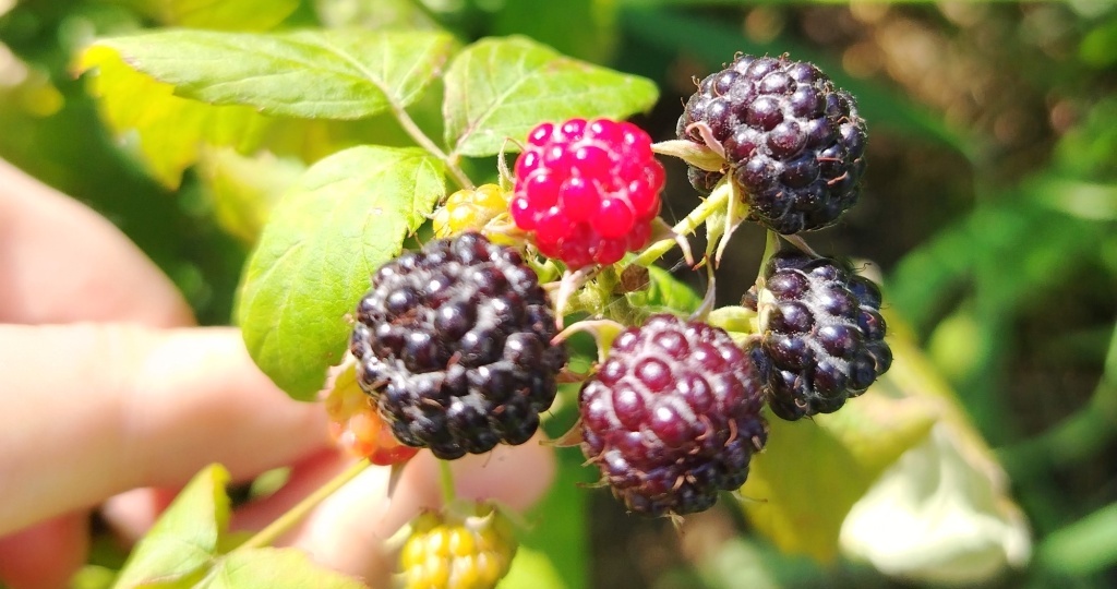 Черная малина Кумберленд — особенности ухода и размножения