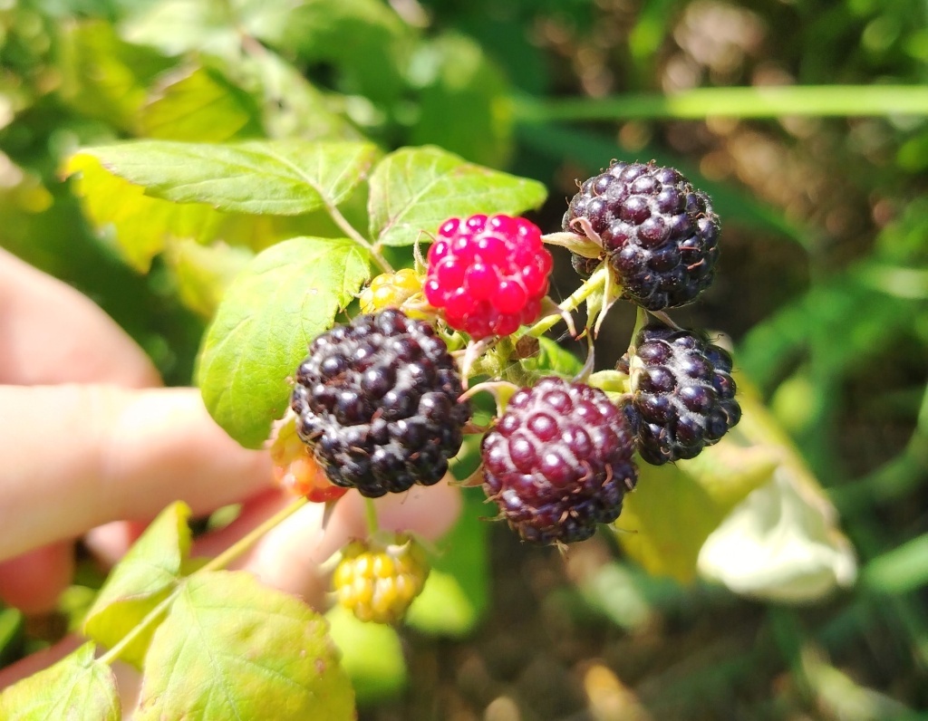  Ягоды малины Кумберленд созревают неодновременно