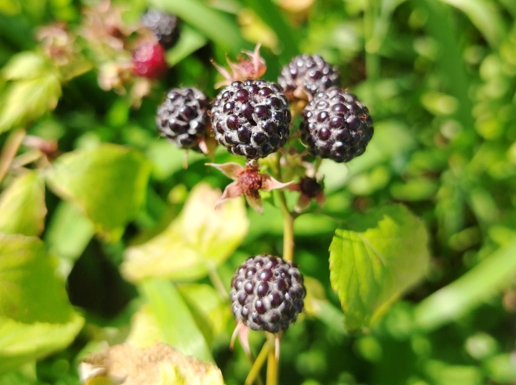 Черная малина Кумберленд 