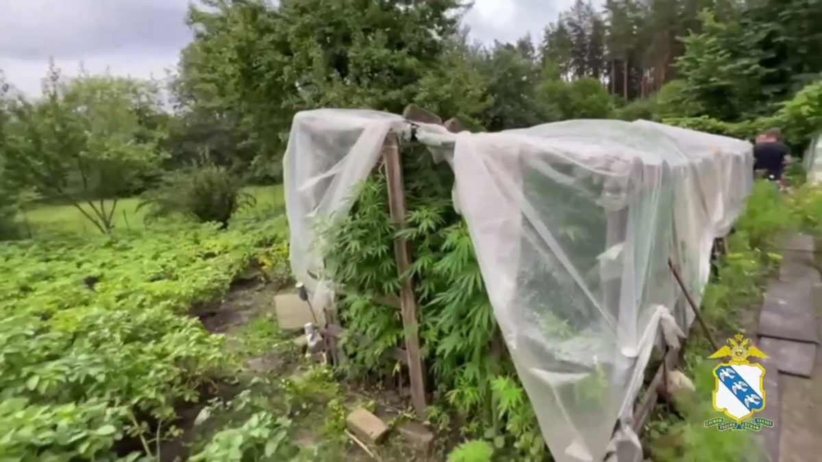    622 куста конопли вырастил курянин на своей даче