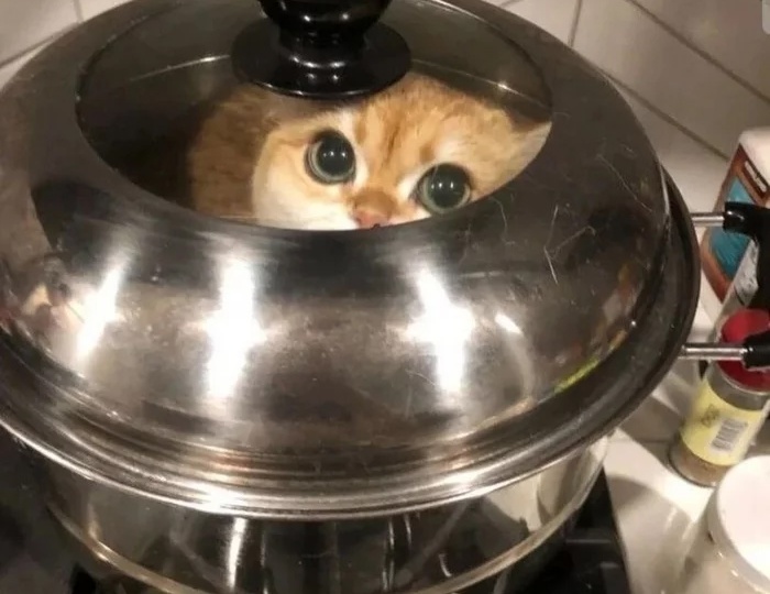 Подборка фотографий и картинок смешных котов