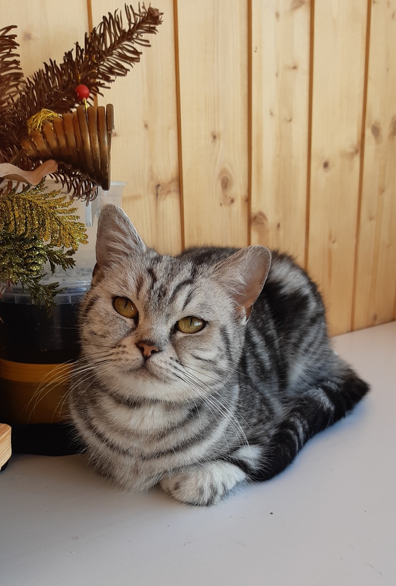 Мия Бусильдовна изволит позировать для фото.