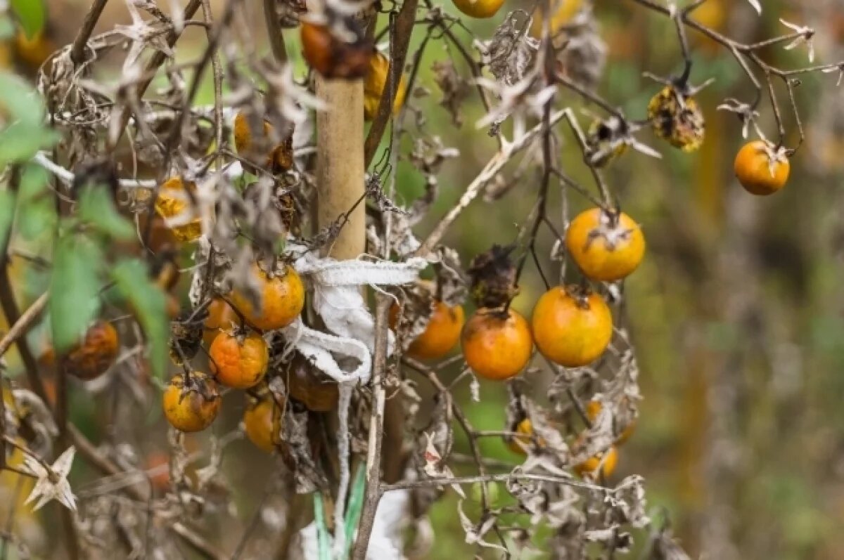    Биолог Коваль рассказала, чем обработать томаты от фитофтороза