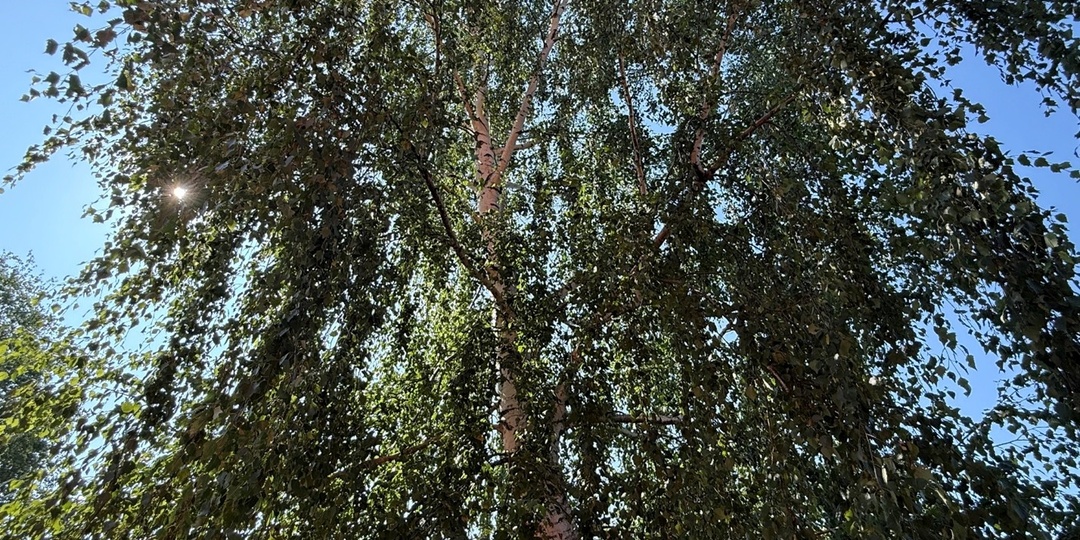 «Статью прочитали, как нам действовать далее, если есть столько нарушений в СНТ!».