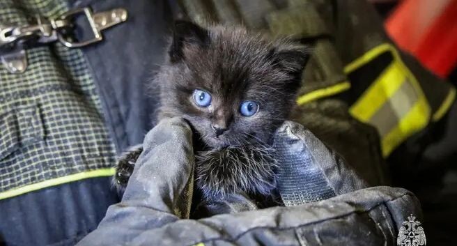    Пресс-служба МЧС