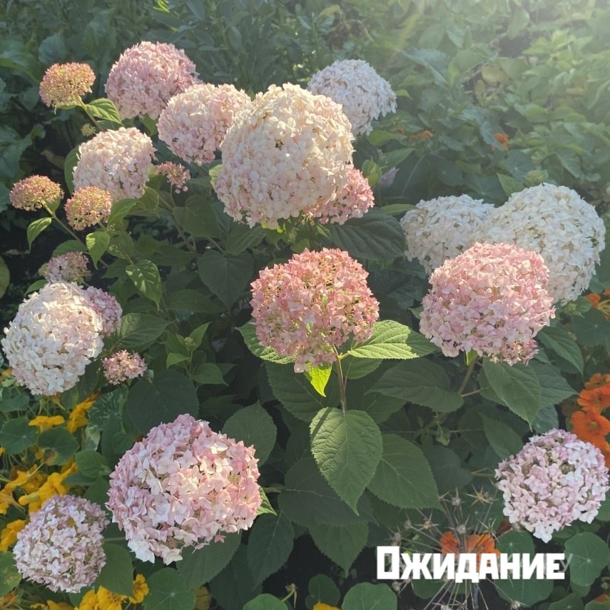 Гортензия Маршмеллоу