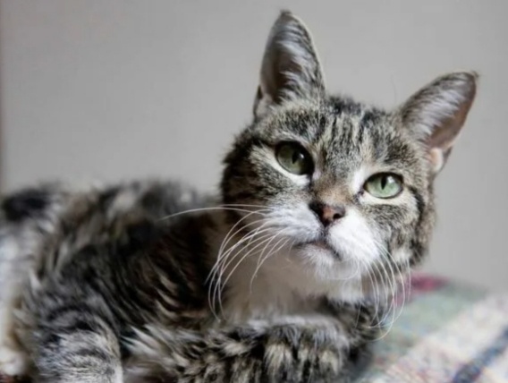 Как нельзя обращаться со старой кошкой. Ошибки, которые многие совершают