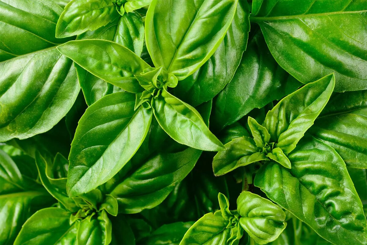 зеленый базилик обладает несравненным вкусом и ароматов