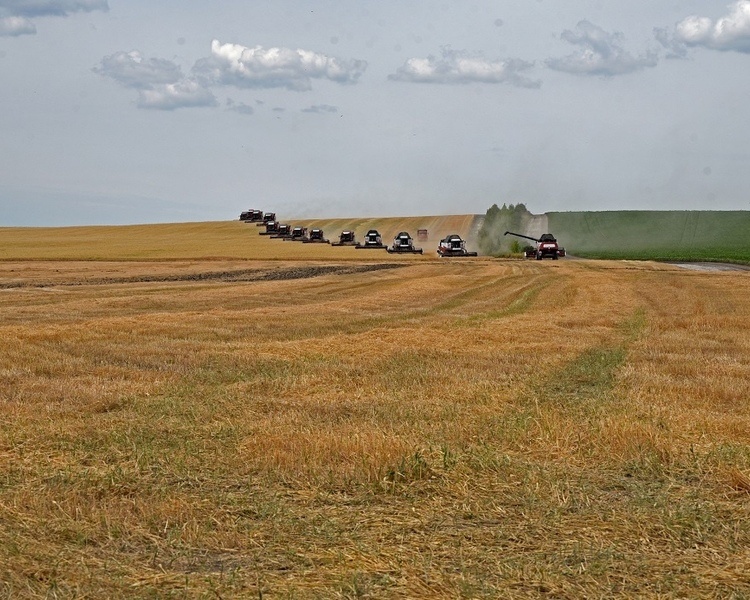     В Курской области за июль нашли 343 гектара заросших полей