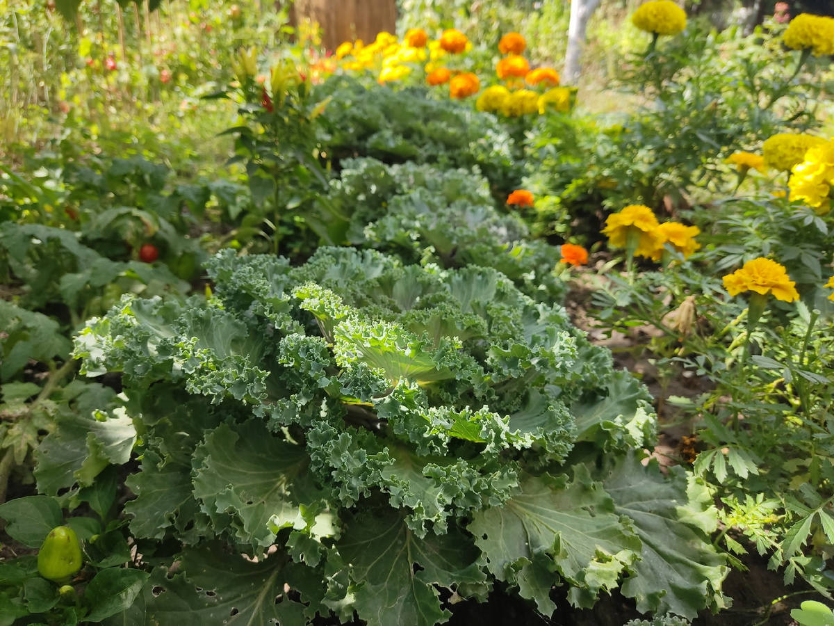 Декоративная капуста Нагойя