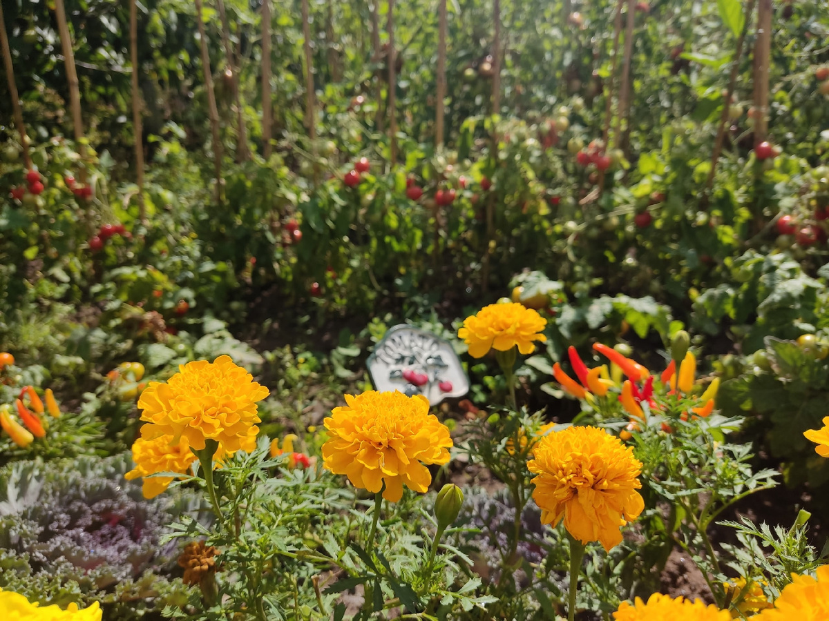 Сорт Super Hero Deep Yellow