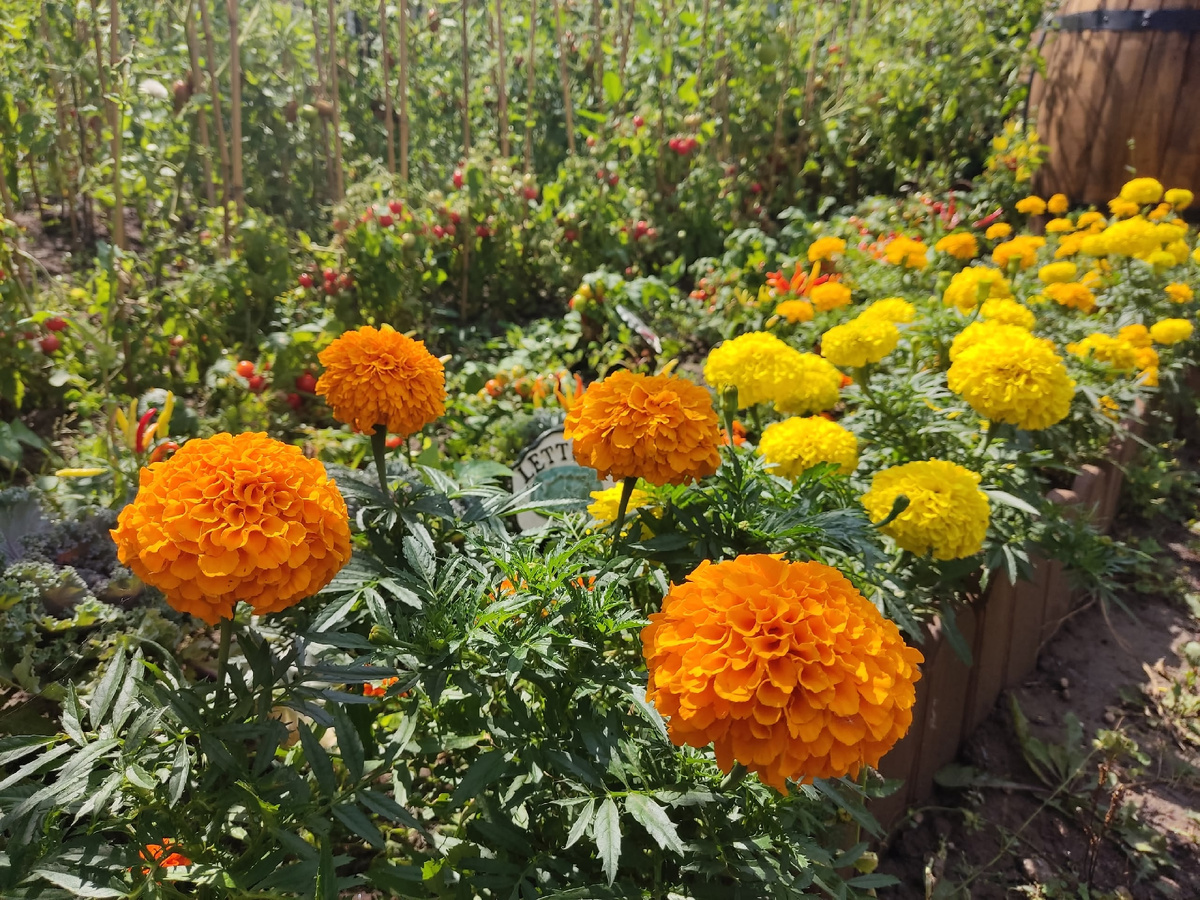 Четыре сорта бархатцев, один из которых и не видно