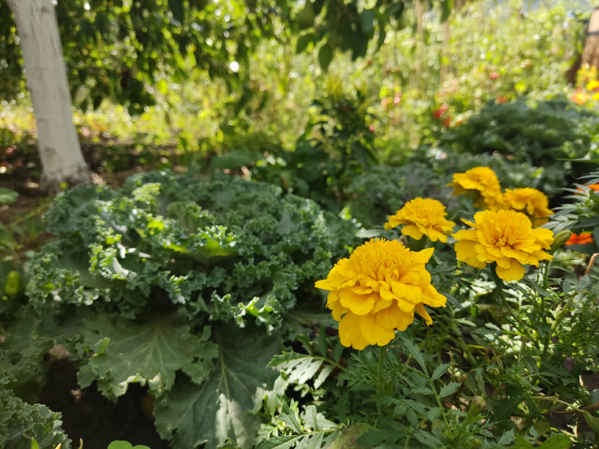 "Кочаны" окрасятся в сентябре