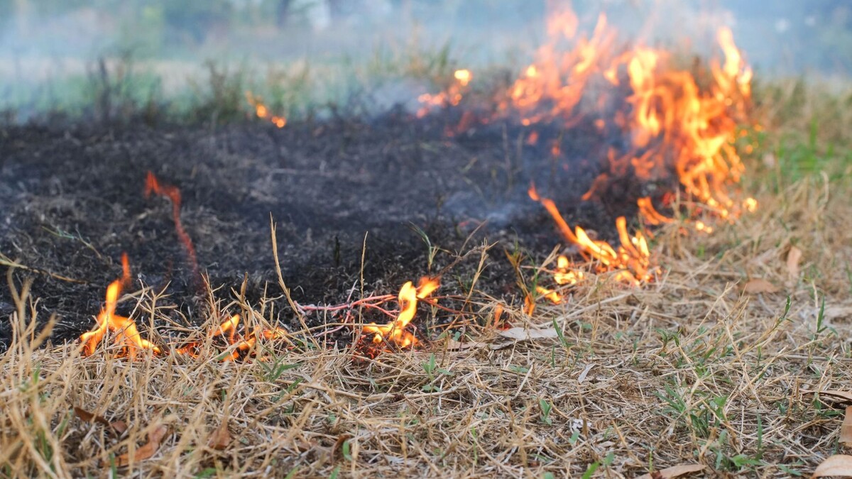    Фото: Jedsada Naeprai / Shutterstock / Fotodom