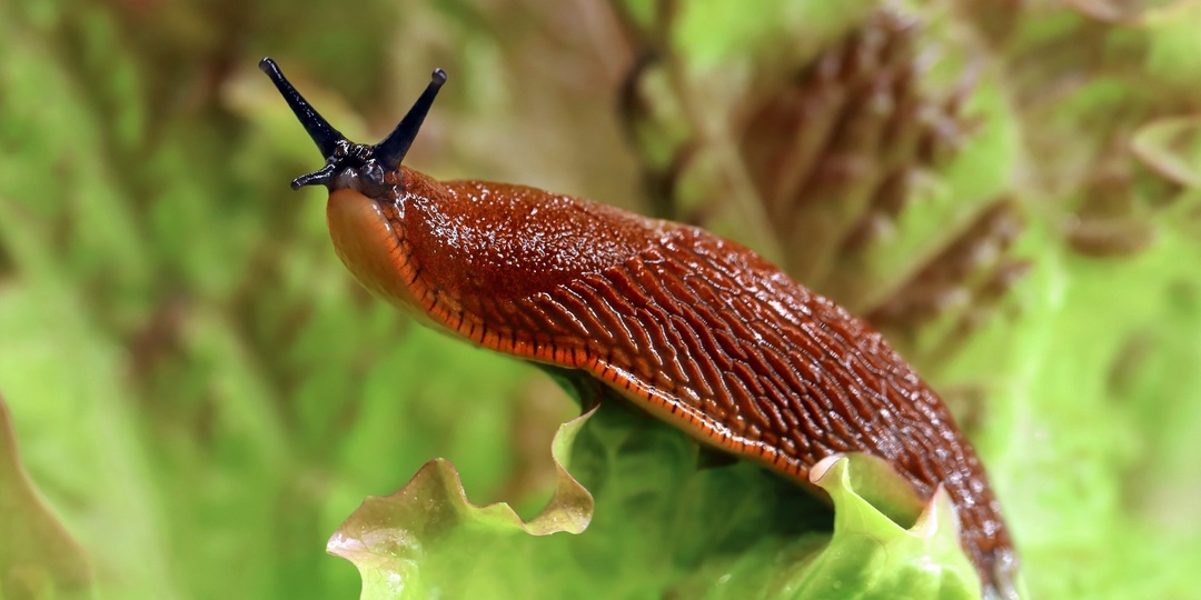 Эколог рассказал, как избавиться от испанских слизней на участке