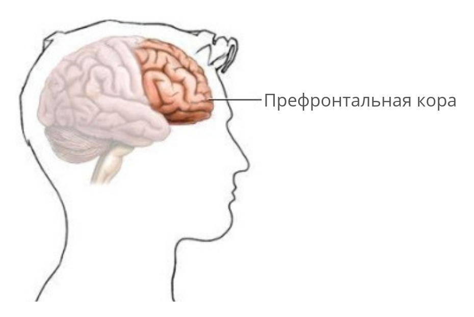Та самая префронтальная кора!