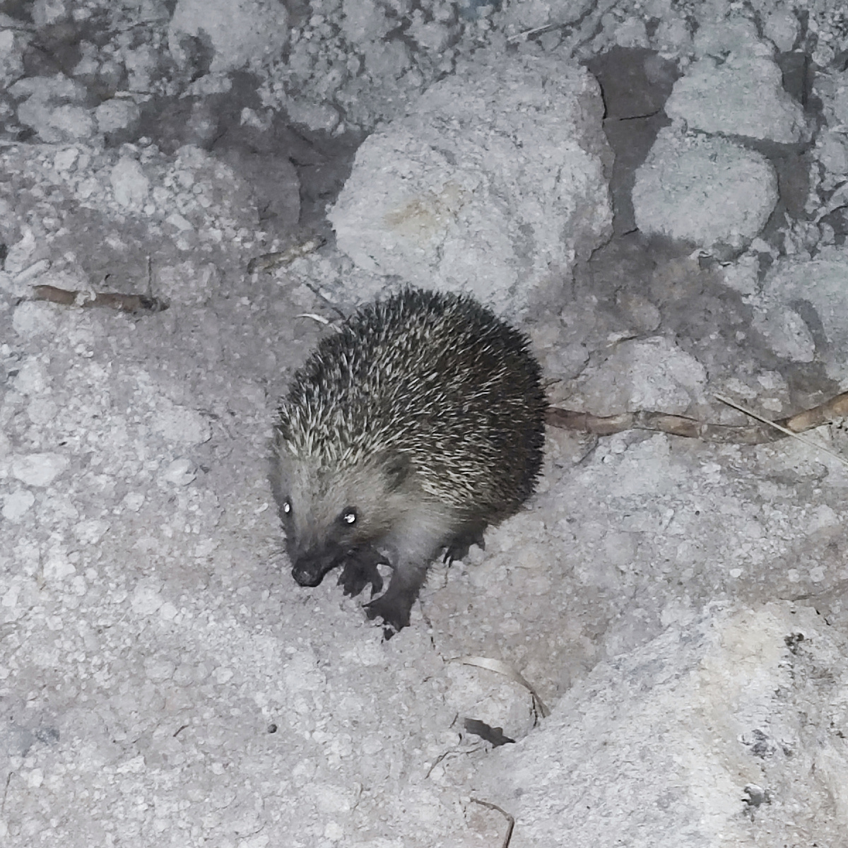 ночной житель Бозъязы