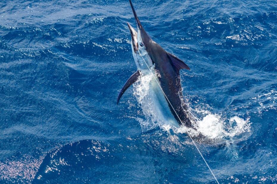    Shutterstock/FOTODOM