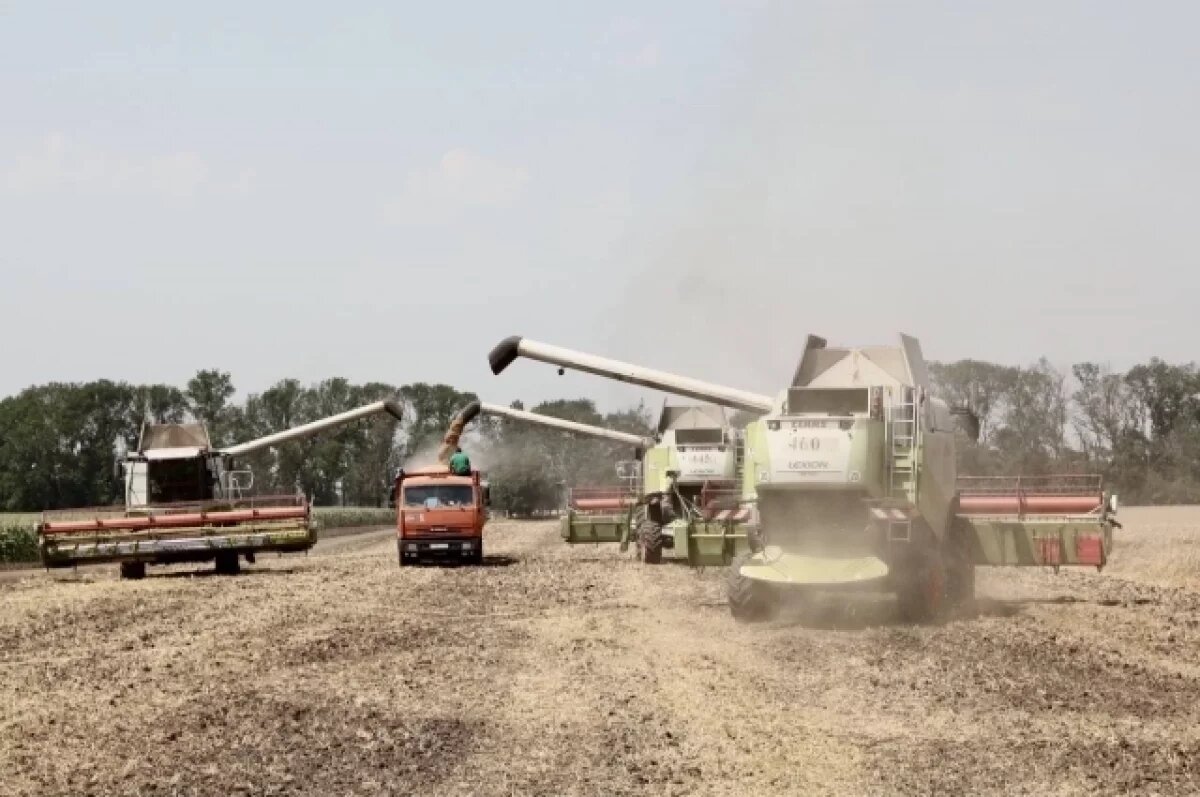    Нелегким нынешний сезон оказался для аграриев Краснодарского края - из-за неблагоприятных погодных условий они могут потерять около четверти урожая пшеницы.