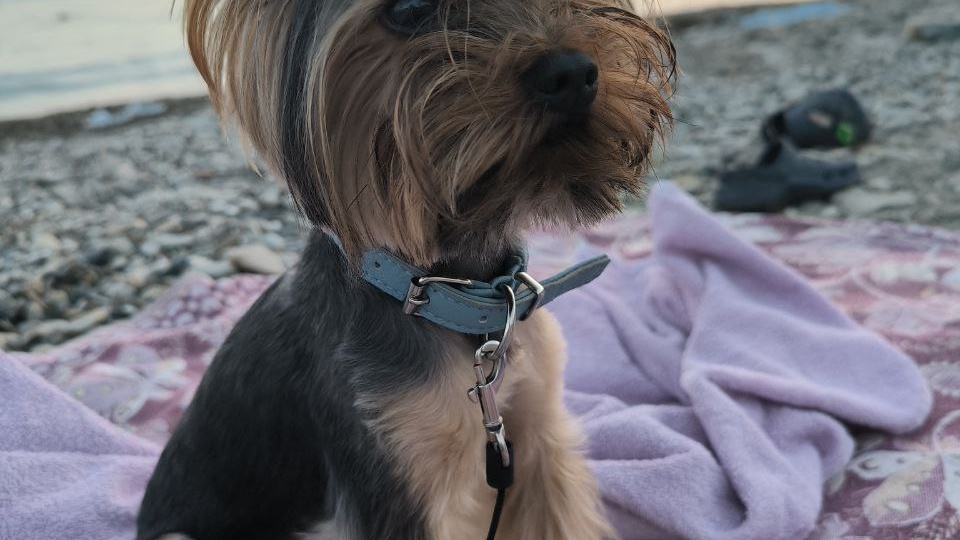 Как правильно кормить собаку в путешествии