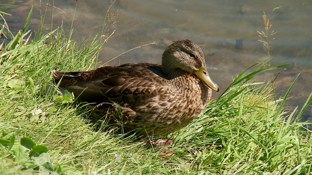 Интересный факт - кормление уточек снижает стресс 