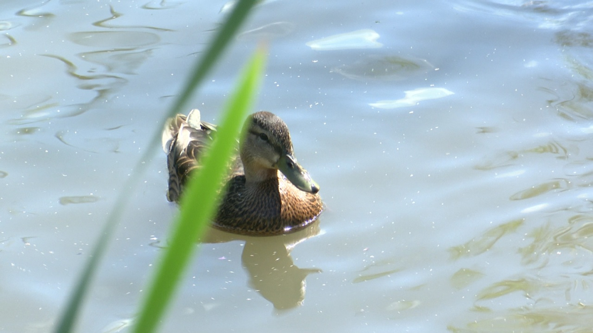 В Тюмени есть несколько локаций с общительными водоплавающими