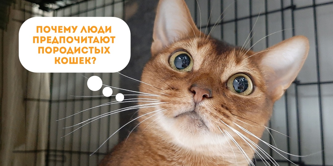 Почему люди предпочитают породистых кошек