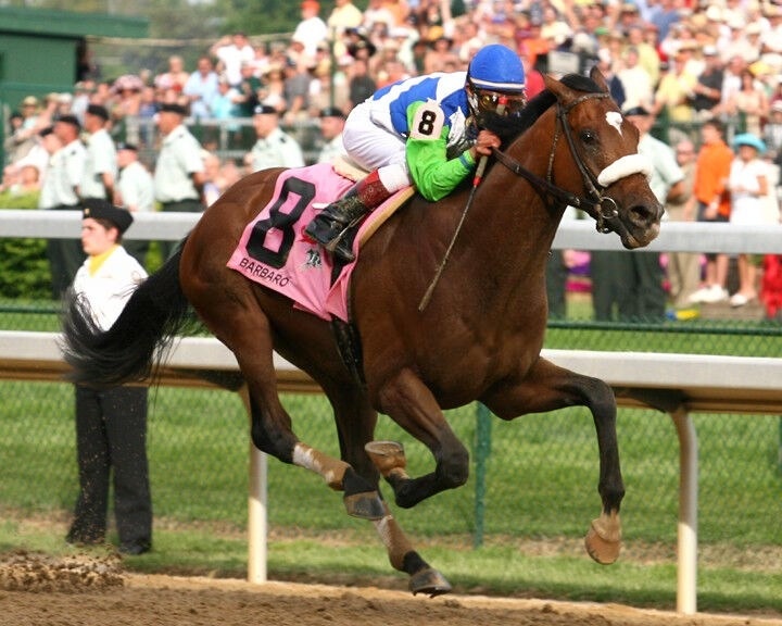 На одном из соревнований, в Кентуккийском дерби, Барбаро выиграл с преимуществом в шесть с половиной корпусов. Такой отрыв был самым большим с 1946 года! 60 лет ни одна лошадь до Барбаро не могла осилить такой разрыв!  