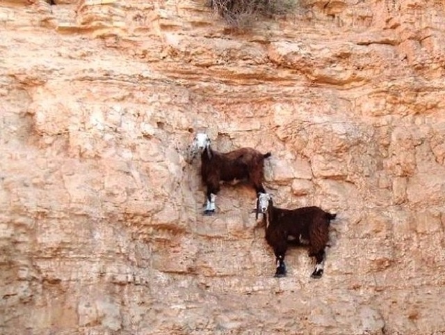 Гравитация этим козам не указ.