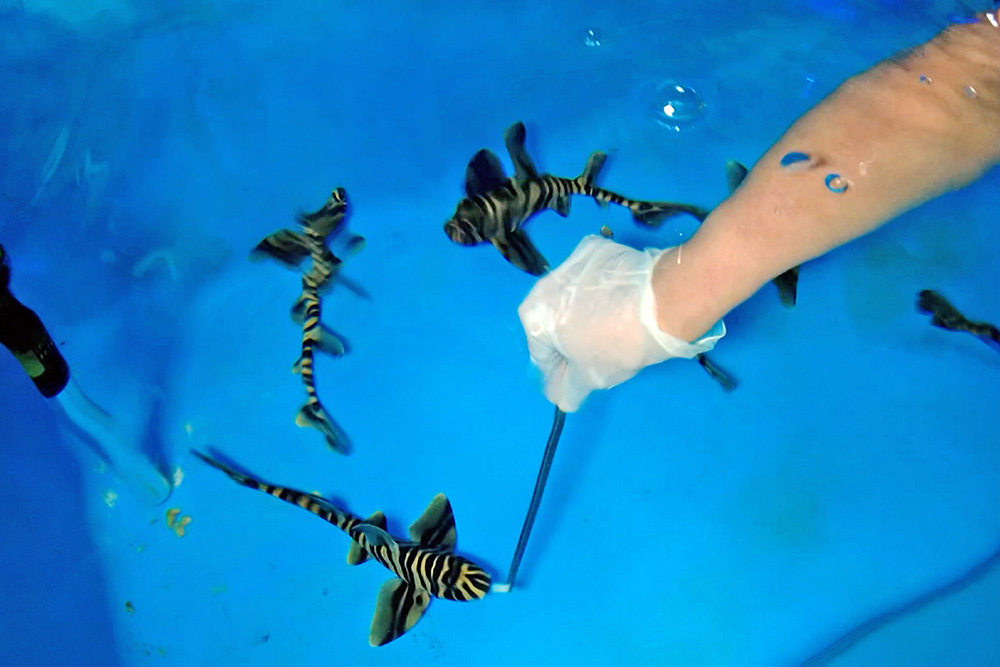    ©АО "ТВ Центр"