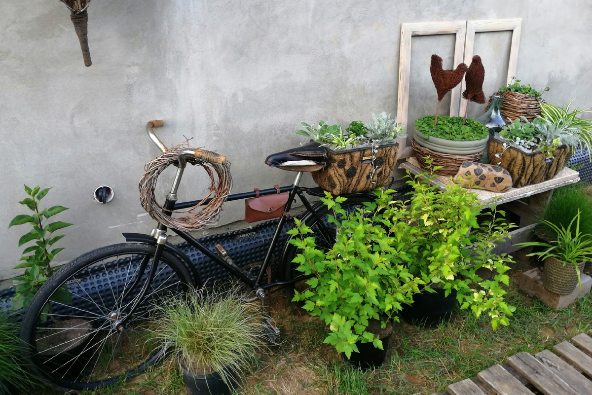 Сирень, пузыреплодники, осока власовидная, чистец шерстистый – многолетние растения и кустарники в горшечной композиции. 