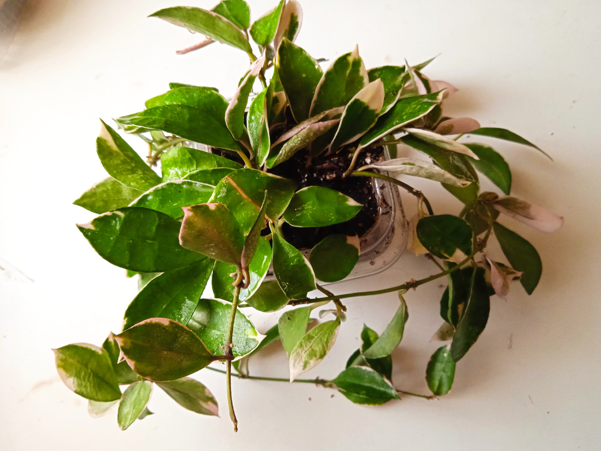 ‘Асами’ нарос таким за 1,5 года, при этом я его активно резала на черенки