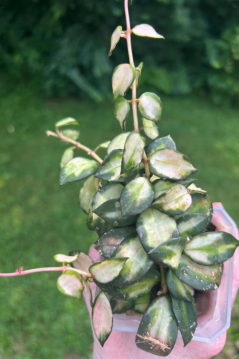 Триколор Бруно