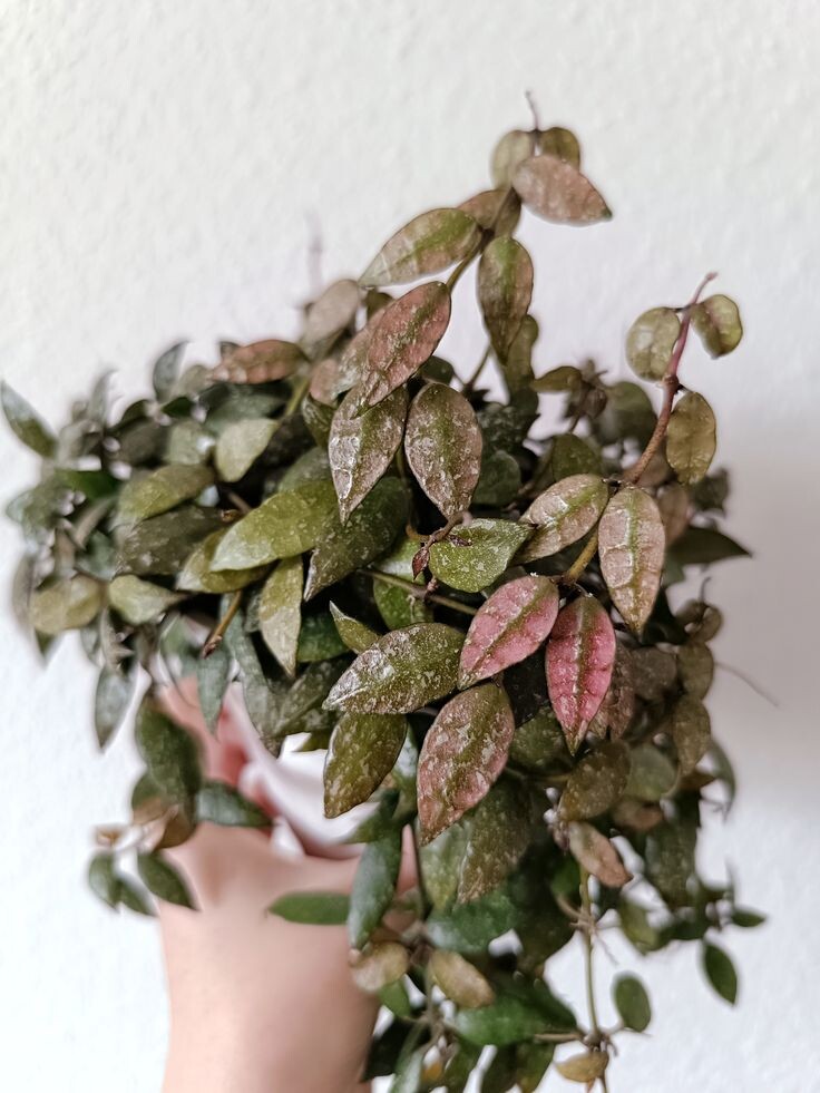 Ланкгави айленд умеет загорать